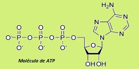 fotosintesis artificial molecula de atp
